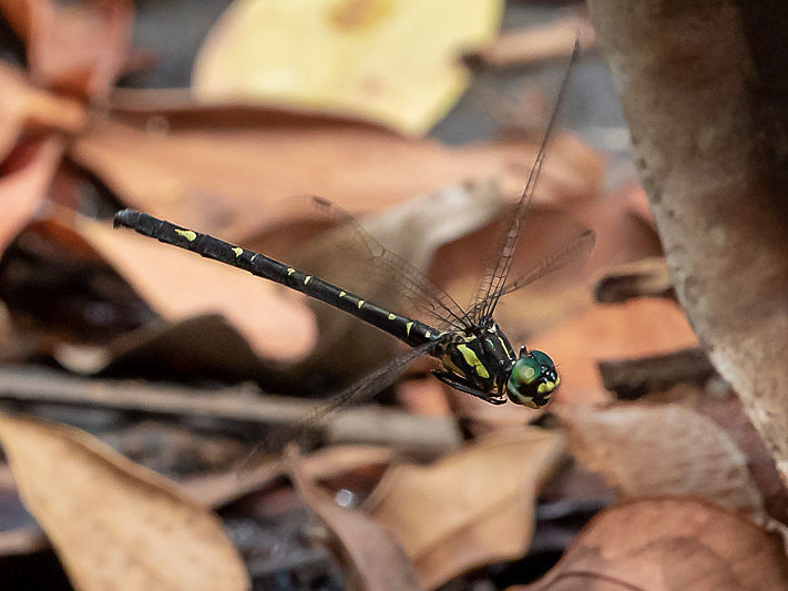 Eusynthemis nigra female-2442.jpg